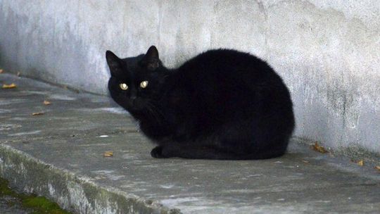 Dziś piątek trzynastego. Będzie pechowo?