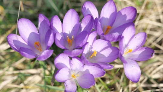 Dziś pierwszy dzień wiosny. Kiedy zdejmiemy ciepłe kurtki?