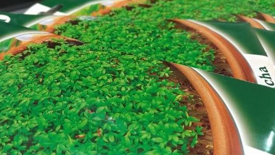 Dziś z Dziennikiem rzeżucha w prezencie 