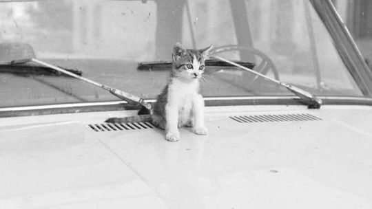 Dzisiaj Dzień Kota. Zobacz zwierzaki naszych przodków (zdjęcia)