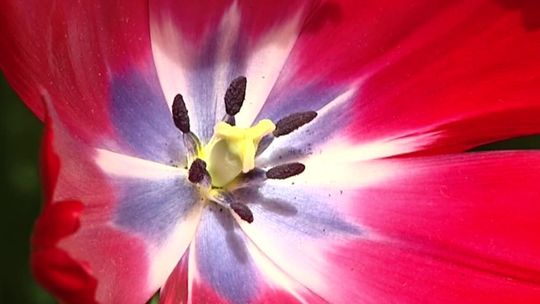 Dzisiaj jest Dzień Matki! Początki tego święta sięgają Starożytności