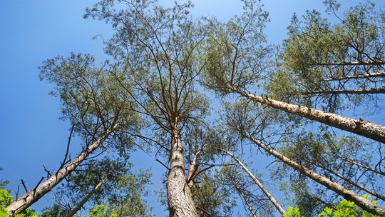 Dziwna para w aucie przy lesie. Interwencja policjanta z Zamościa
