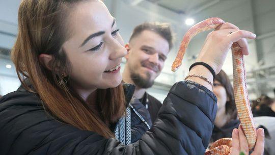 Egzotyczna niedziela w Lublinie. Pani Agata zaprzyjaźniła się z wężem