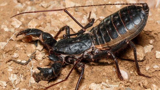 Egzotyczne zwierzęta w Lublinie. W listopadzie odbędą się Targi Terrarystyczne Exoticarium