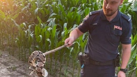 Egzotyczny gad w kukurydzy. Czyj to pyton?