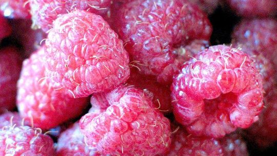 Ekologiczna malina bez unijnego wsparcia?