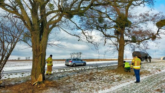 Ekspertka od drzew o wycince na DW 816: "Nie sądziłam, że dożyję czegoś takiego"