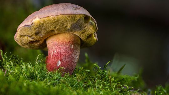 Ekspertka zapowiada. Lada moment wysyp grzybów w Polsce wschodniej