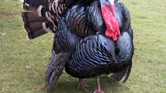 Emilianów: Wywróciła się ciężarówka z indykami