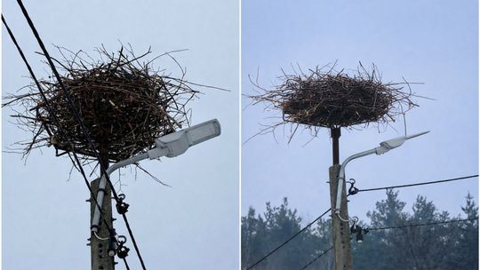 Gniazdo bocianów na infrastrukturze drogowej