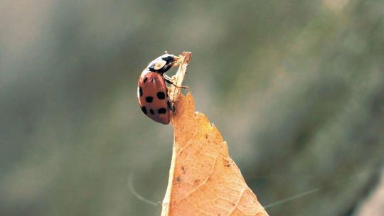 Entomolog: Plagą jest grabienie liści, a nie biedronki azjatyckie