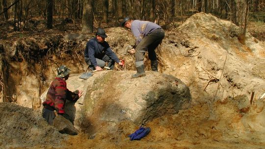 Eratyk odkryty w tyśmienickim lesie
