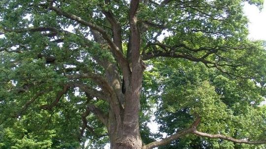 Europejskie Drzewo Roku. Dąb Bolko z Hniszowa walczy o koronę