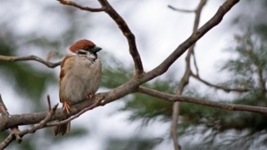 Europejskiej Dni Ptaków na Zamojszczyźnie - znamy wyniki
