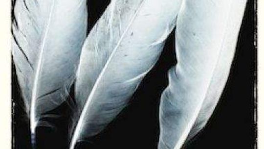 Eustachy Rylski, Szara lotka