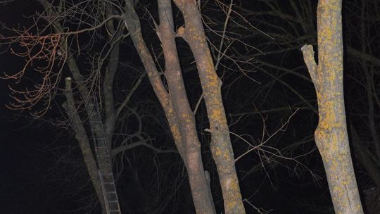 Przycinanie drzew skończyło się tragedią