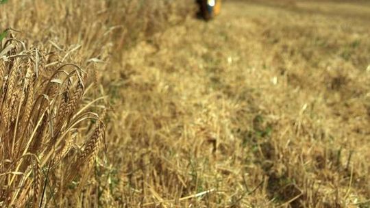 Fajsławice: Gminy chcą potwierdzenia, że dotknęła ich susza