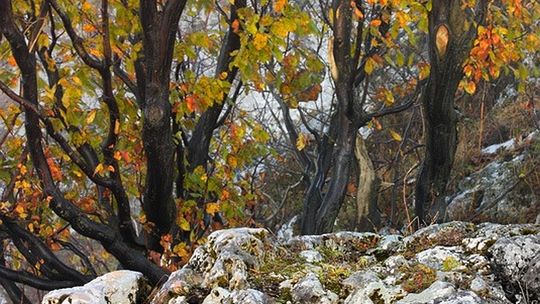 \"Fantazje natury” w Galerii \"Przy Bramie\"