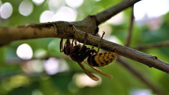 Fatalna seria. Podczas upadku z 10 piętra strącił gniazdo szerszeni, które pogryzły lekarkę