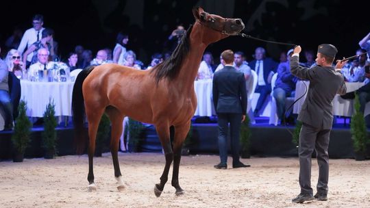 Fatalna sytuacja finansowa stadniny w Janowie Podlaskim. Minister: to przez suszę