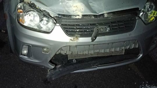 Fatalne zderzenie z łosiem w Firleju. Potężne zwierzę wpadło do forda