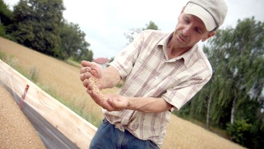 Fatalny początek żniw dla rolników. Zboża potaniały