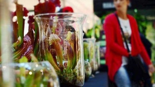 Festiwal Roślin Owadożernych w Lublinie: W programie m.in. pokazy karmienia roślin