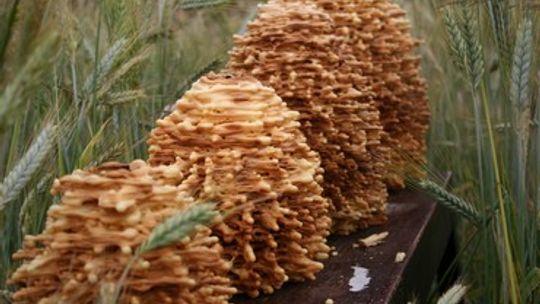 Festiwal sękaczy w Roskoszy