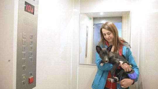 Fetor padliny na klatce. Mieszkańcy: "Mamy dość tego smrodu!"