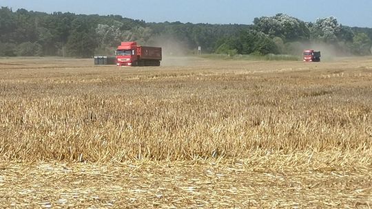 Fetor w całej miejscowości. Osady z oczyszczalni zrzucili na pole 