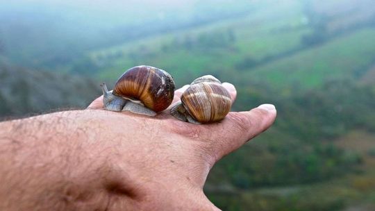 Filtrat ze śluzu ślimaka - cudowny składnik kremów do twarzy