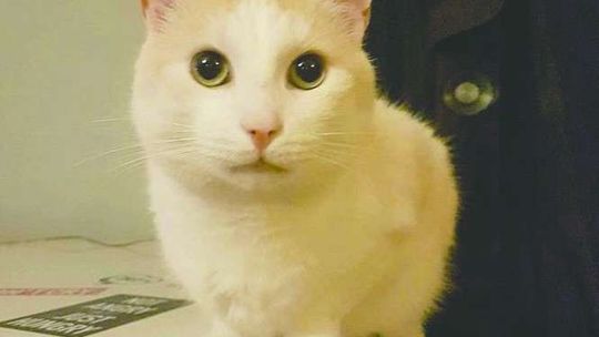 Firma miała przewieźć koty do Anglii. Jeden uciekł. "Zaproponowano mi 8,4 zł za kilogram zaginionego kota."