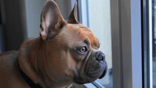 Firma z Kraśnika przekaże seniorom posiadającym psy darmową karmę dla ich pupili