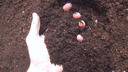 Firma z Mazowsza chce budować zakład w Bełżycach. Gmina czeka na opinię