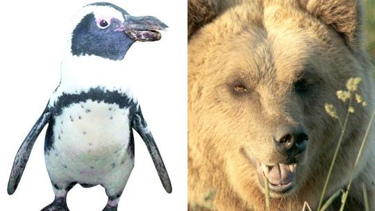 Firma z Nasutowa: Naprawili dziób pingwina. Teraz wyleczą zęby niedźwiedziom