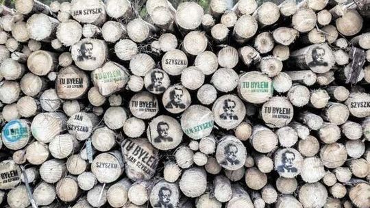 Firmy z Lubelskiego kupiły tanie drewno z Puszczy Białowieskiej. "Stracone pieniądze"