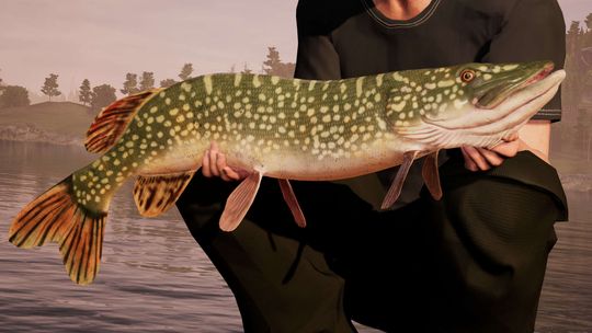 Fishing Sim World: Jaką rybę złapiesz ? (wideo)