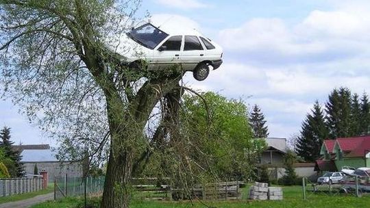 Ford na drzewie. Czy to zemsta?