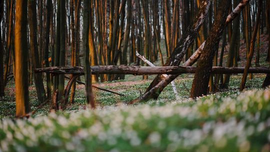Fotograficzna wędrówka po Starym Gaju