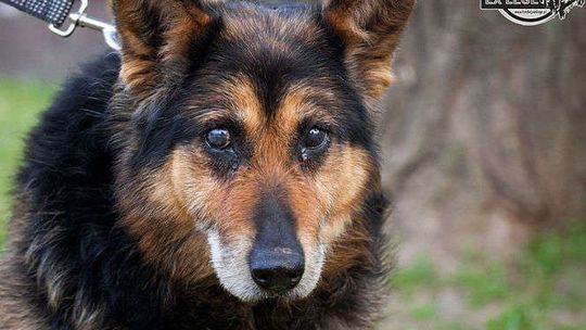 Fundacja EX LEGE prosi o wsparcie w głosowaniu. Może wygrać bon na zakup karmy dla zwierząt