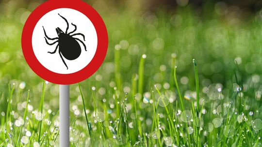 Fundusz unijny w walce z boreliozą