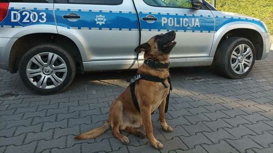 Funkcjonariusz na czterech łapach. Ten to ma nosa