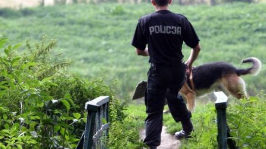 Funkcjonariusze szukają psów do pracy w policji