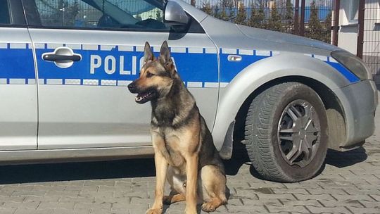 Gabed węszy w Łęcznej