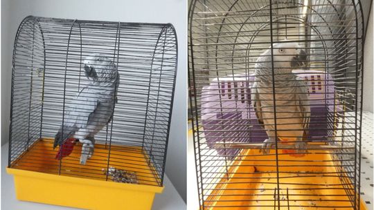 Gadająca papuga zatrzymana na granicy