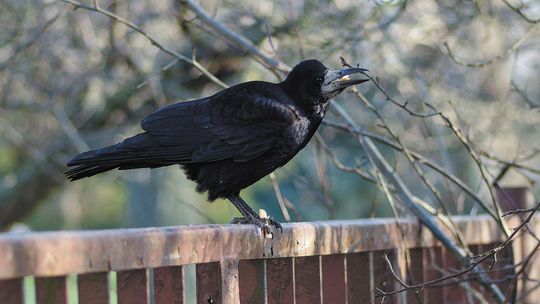 Gawron na czerwonej liście ptaków Polski. Te miasta mają zgodę na "płoszenie i niepokojenie"