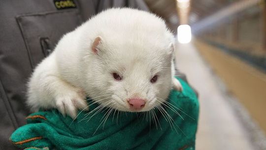 Gdyby badania w Puławach wypadły źle, to tysiące norek czekała śmierć