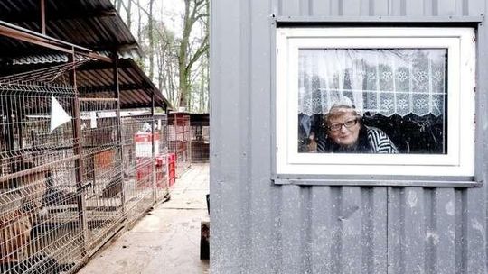 Gdzie będzie nowe schronisko? Członkowie stowarzyszenia zbierają podpisy