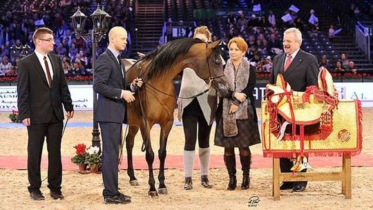 Gdzie jest Pinga, cenna klacz z Janowa? ANR: Powinna wrócić lada dzień