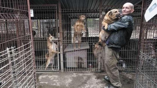 Gdzie jest Rubin? Policjanci przesłuchają osoby, które adoptowały psy